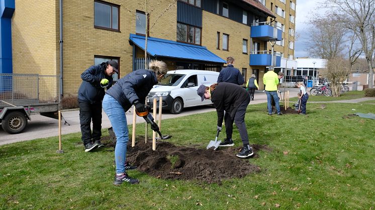 Ängelholmshem 1000 träd på 10 år