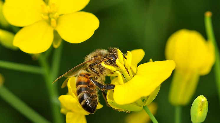 Apis_mellifera