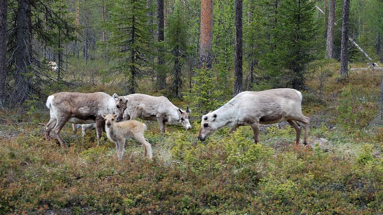 Renar i Malå skogssameby i maj månad. Foto: Anna Skarin 