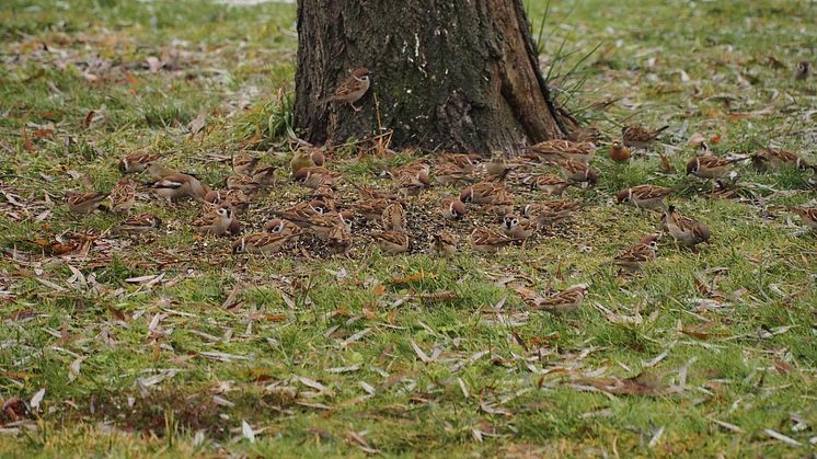 Meist sind mehrere Wildvogelarten an der Futterstelle zu sehen. Wie hier 5 auf einen Streich - Haussperling, Feldsperling, Grünfink, Kernbeißer, Bergfink.