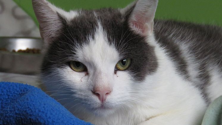 Katten Thure från katthemmet Tassebo i Helsingborg