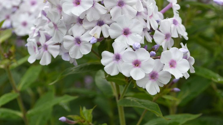 Höstflox, Phlox paniculata ’Ingeborg från Nybro’ Svenskt kulturarv