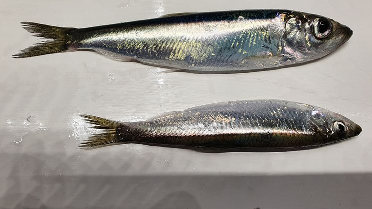 Skarpsill den stora och sill