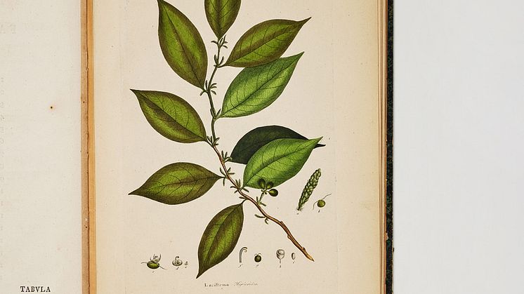 Rare Work on West-Indian Plants
