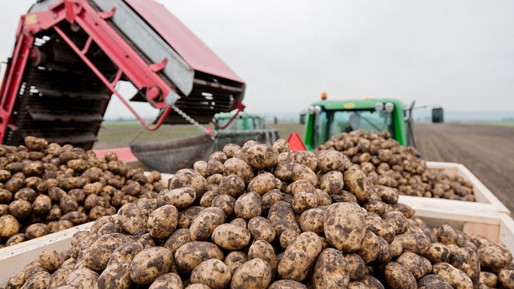 Mindre Potatis i Sverige och Europa