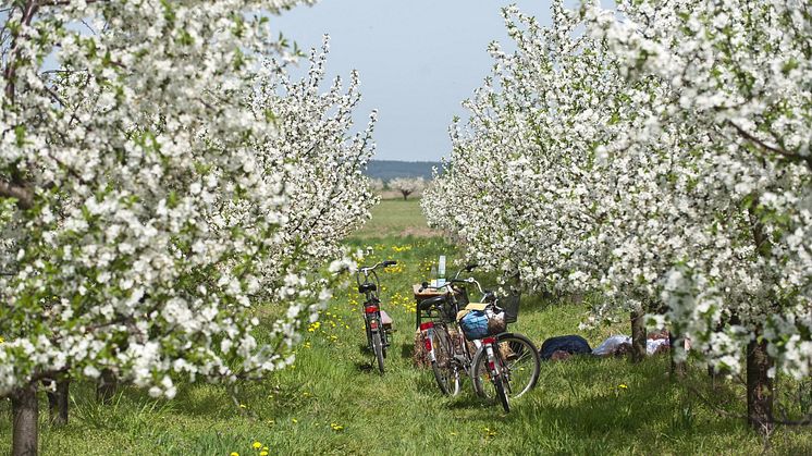 Der "Fontane.Rad"-Weg führt von Potsdam über Werder bis Oranienburg