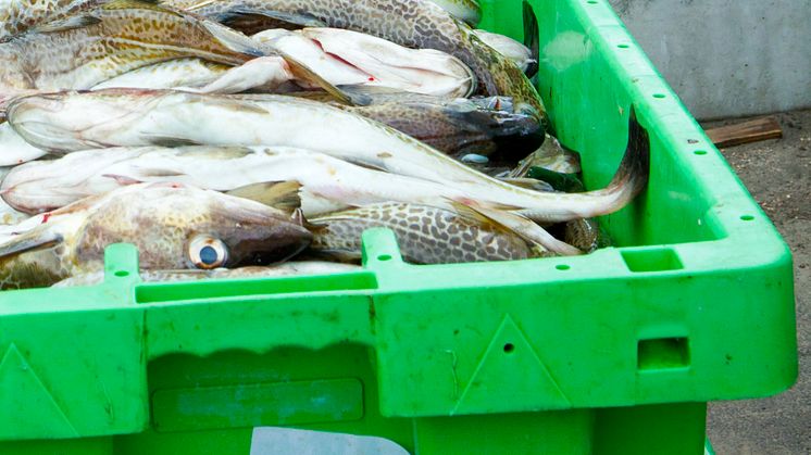 Fiskeavtal mellan EU och Norge för 2015  klart 