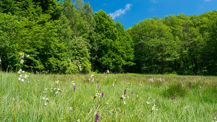 Vitabäckshällorna är ett av Sjöbo kommuns områden med värdefull flora och fauna. Bil: Per Nyström