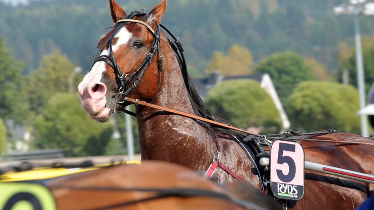 Jackpot på V75 och sex kanoner i Olympiatravets delfinal