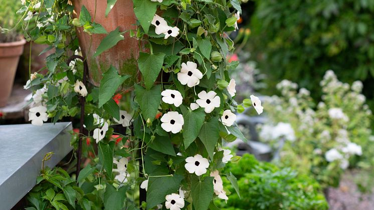Årets Sommarblomma 2023 Thunbergia alata Svartöga foto annikasnaturligating (10)