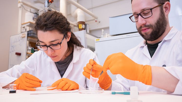 Elisa Zattarin och Olof Eskilsson, doktorander vid Institutionen för fysik, kemi och biologi, har varit med och utvecklat ett sårförband gjort av nanocellulosa som kan visa tidiga tecken på infektion. Foto: Olov Planthaber
