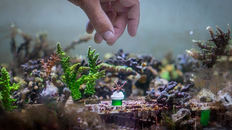 Akvariet: korallodling