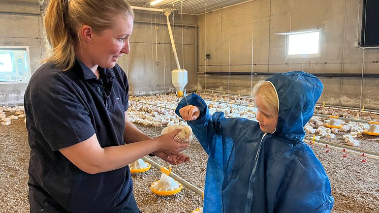 Vår 10-åriga reporter hälsar på inne i kycklingstallet. 