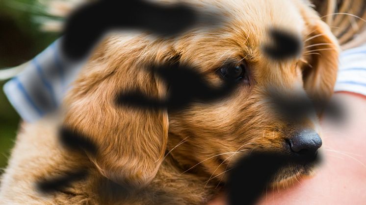 Hund - vid DME