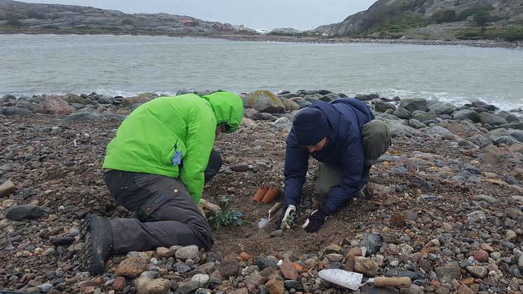 Ostronört3_Plantering av ostronört vid Tjurpannan