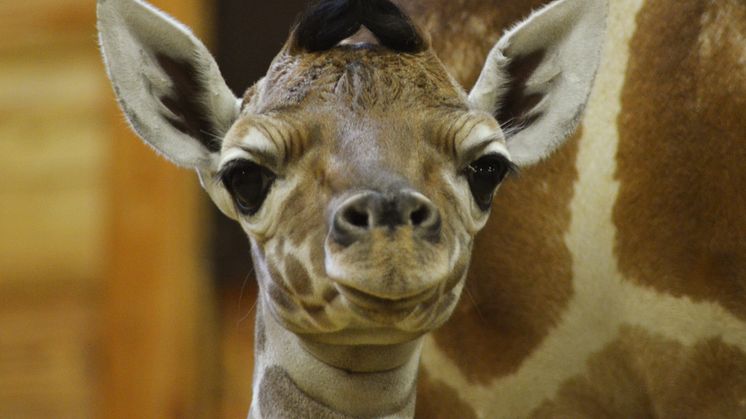 Vilken julklapp - Kolmårdens giraffkalv Pinocchio har fått en lillasyster