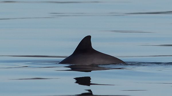 Situationen för den så kallade Bälthavspopulationen av tumlare är betydligt allvarligare än vad som tidigare varit känt. Foto Håkan Aronsson.