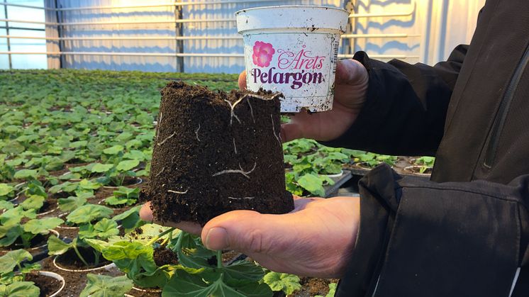 Pelargonium ´Kronprinsesse Mary´