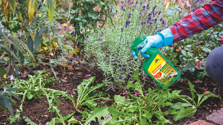 Déclarez la guerre aux mauvaises herbes sans plus tarder – avec Désherbant Polyvalent prêt à l’emploi Finalsan AF de Neudorff