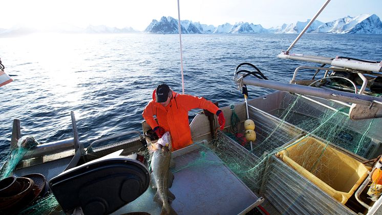 Fiskerinæringen har lange tradisjoner og stor betydning for Norge. Nå skaper kvotereduksjoner bekymringer. FOTO: Johan Wildhagen/Sjømatrådet