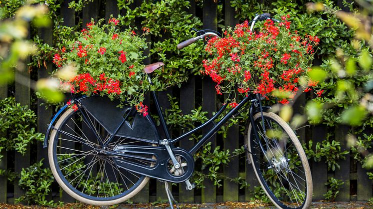 ”Sommaren skulle cykla omkull och skrapa knäna om det inte fanns pelargoner!” Ernst Kirchsteiger