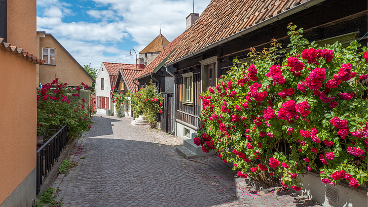 Visby rosor 1