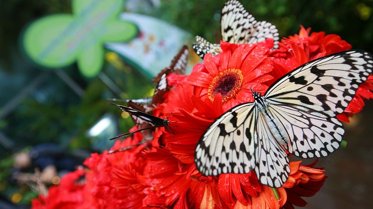 Butterfly garden