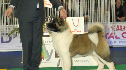 MyDOG 2012