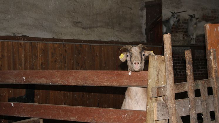Weihnachten im Stall auf dem Klostergut Mößlitz: Bärenherz erhält beeindruckende Spende
