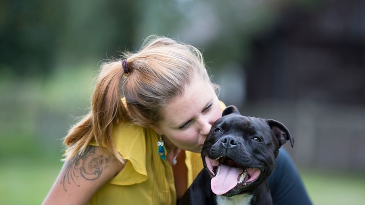 Hund i park