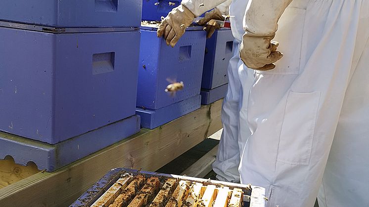 Bin på taket till Orkla Foods Sveriges huvudkontor i Malmö