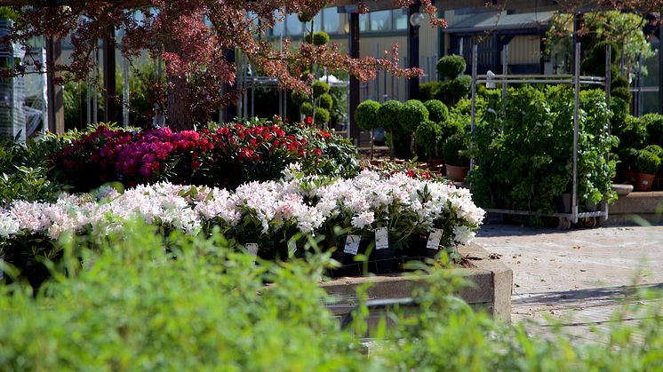 Butiken i Rydebäck är Blomsterlandets största i landet. Trädgårdsmarknaden utomhus är på drygt 4 000 kvadratmeter.