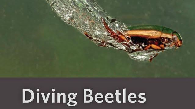 Bokomslag Diving Beetles of the World