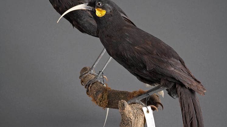 Huia, utdöd fågel från Nya Zeeland.