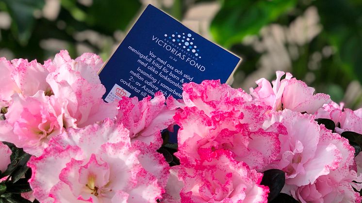 Att köpa en azalea till Far blir en dubbel gåva eftersom alla som köper en azalea med Victoriafondssigill i den här veckan även stöder Kronprinsessan Victorias fond.