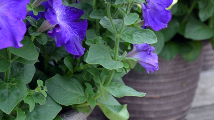 Petunia ´Blue Morn´ - är den sofistikerad?