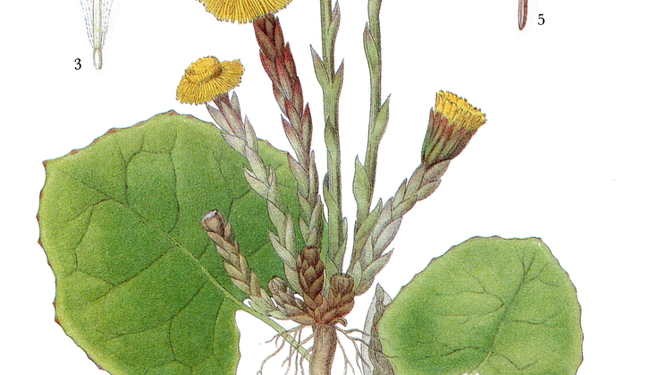 Lindman-613-hästhov
