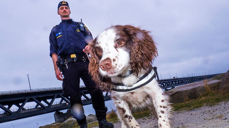 Zak är Årets narkotikasökhund igen!