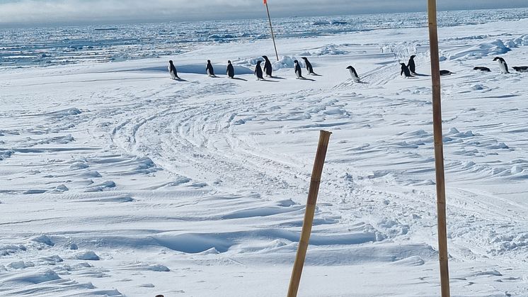 Antarktis (høyde)