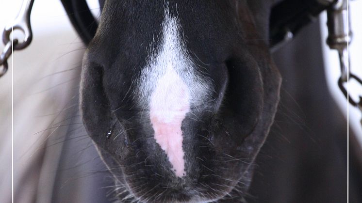 Foto: Kristin Fägerskjöld