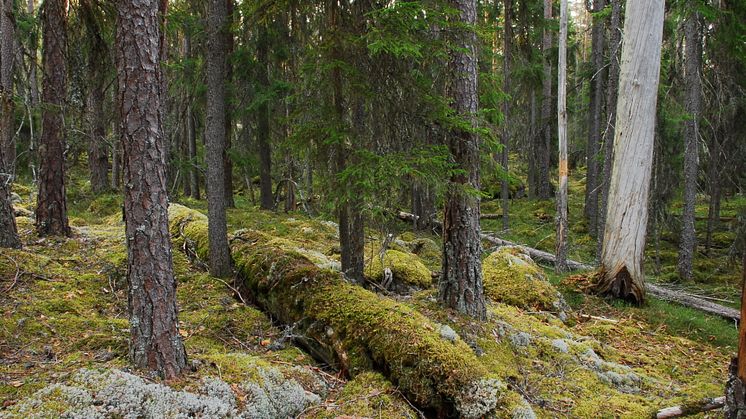 Naturskog