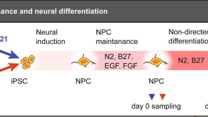 Bild från DNA methylation changes in Down syndrome derived neural iPSCs uncover co-dysregulation of ZNF and HOX3 families of transcription factors. DOI: 10.1186/s13148-019-0803-1