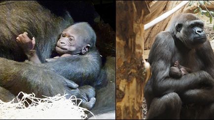 Den 12 september födde gorillahonan Kiburi en unge på Kolmården