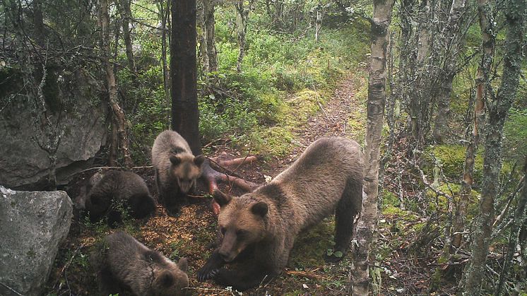 Björnhona med tre ungar, Ovansjö viltvårdsområde.