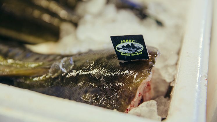 Norsk skrei