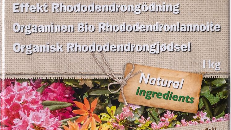 31149_Rhododendron.jpg