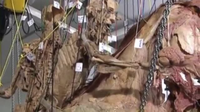 BODY WORLDS: Plastineringsteknik - så funkar det