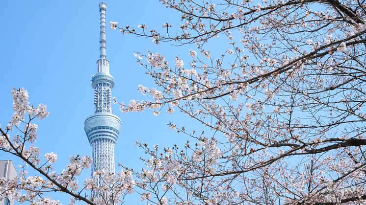 TOKYO SKYTREE (spring)