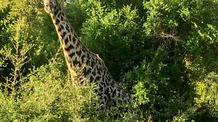 ”Plötsligt stod där en hel familj giraffer precis intill vägen.” Att göra sina Minor Field Studies i Zambia har sina överraskningsmoment.