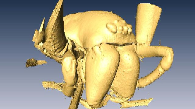 micro-CT reconstruction of Spider
